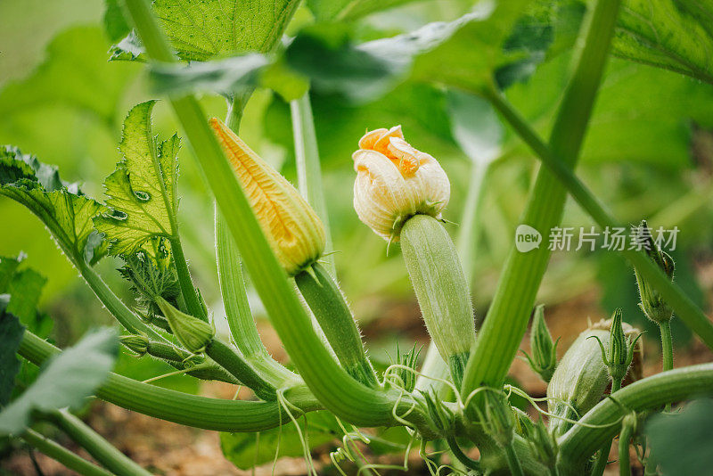 菜园里的蔬菜。开花的西葫芦/西葫芦。